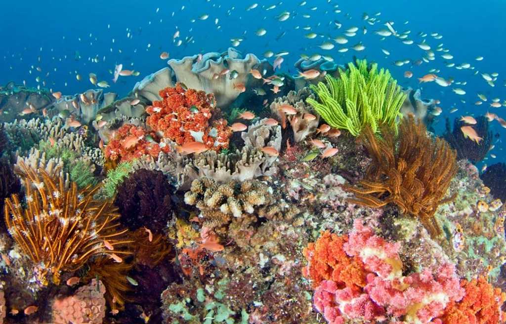 Почему вымирают коралловые рифы и как с этим бороться? что убивает рифы и как люди пытаются это остановить — нож