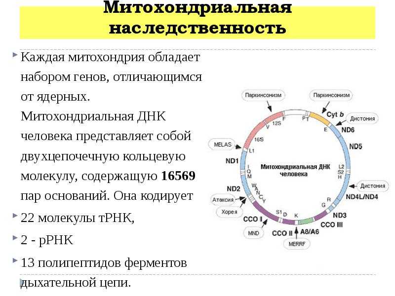 Кольцевая хромосома в митохондриях. Митохондриальная ДНК схема. Структура ядерной и митохондриальной ДНК. Митохондриальная наследственность. Строение митохондриальной ДНК.