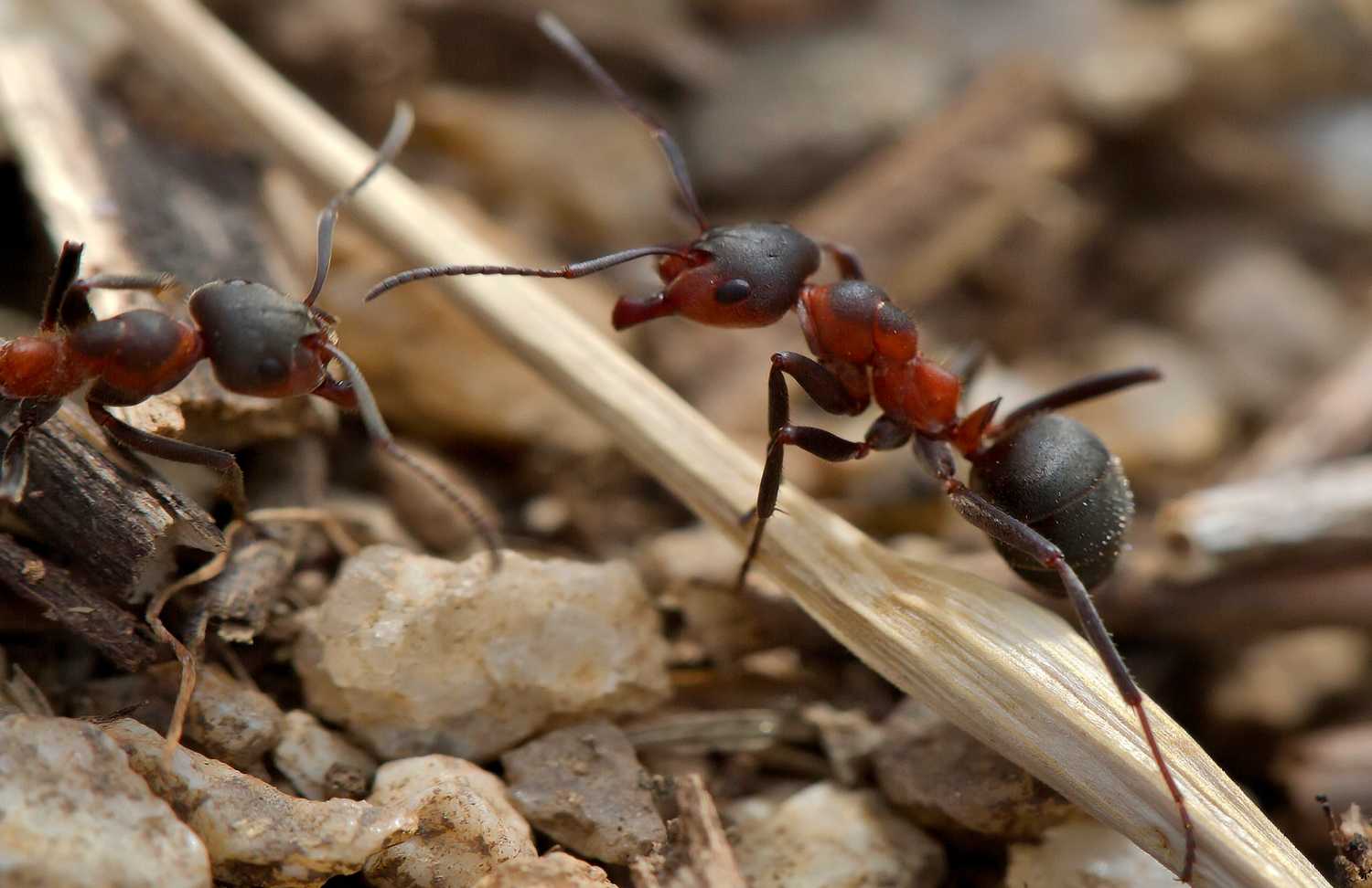 Интересные факты о рыжих лесных муравьях: особенности их жизни, размножения и мест обитания