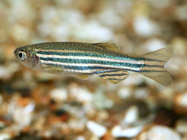 5 основных признаков отличия самки от самца у аквариумных рыбок данио