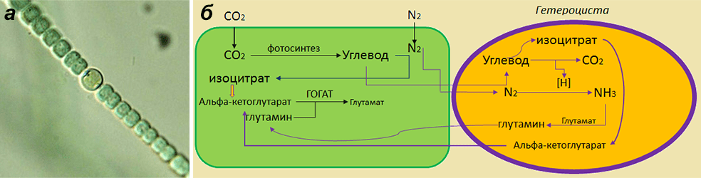 Возникновение фотосинтеза у прокариот. Гетероцисты цианобактерий. Схема процесса фотосинтеза. Строение гетероцисты. Фиксация азота в гетероцистах.