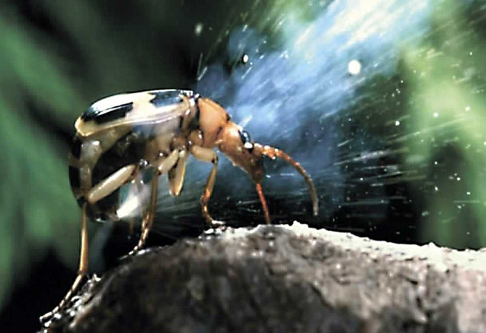Интересные факты о жуке бомбардире