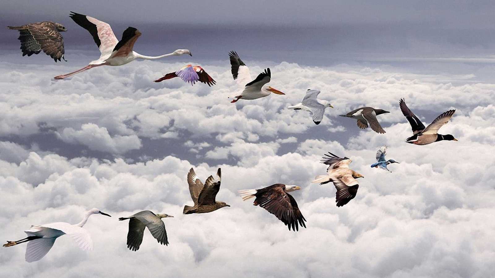Летят перелетные птицы... какие и куда? фото — ботаничка