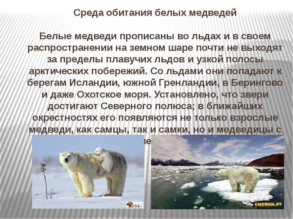 Бурый медведь приспособления. Среда обитания белого медведя. Белый медведь обитание. Образ жизни белого медведя. Условия обитания белого медведя.
