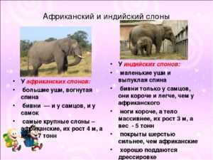 Чем отличается индийский (азиатский) слон от африканского | meduza4u