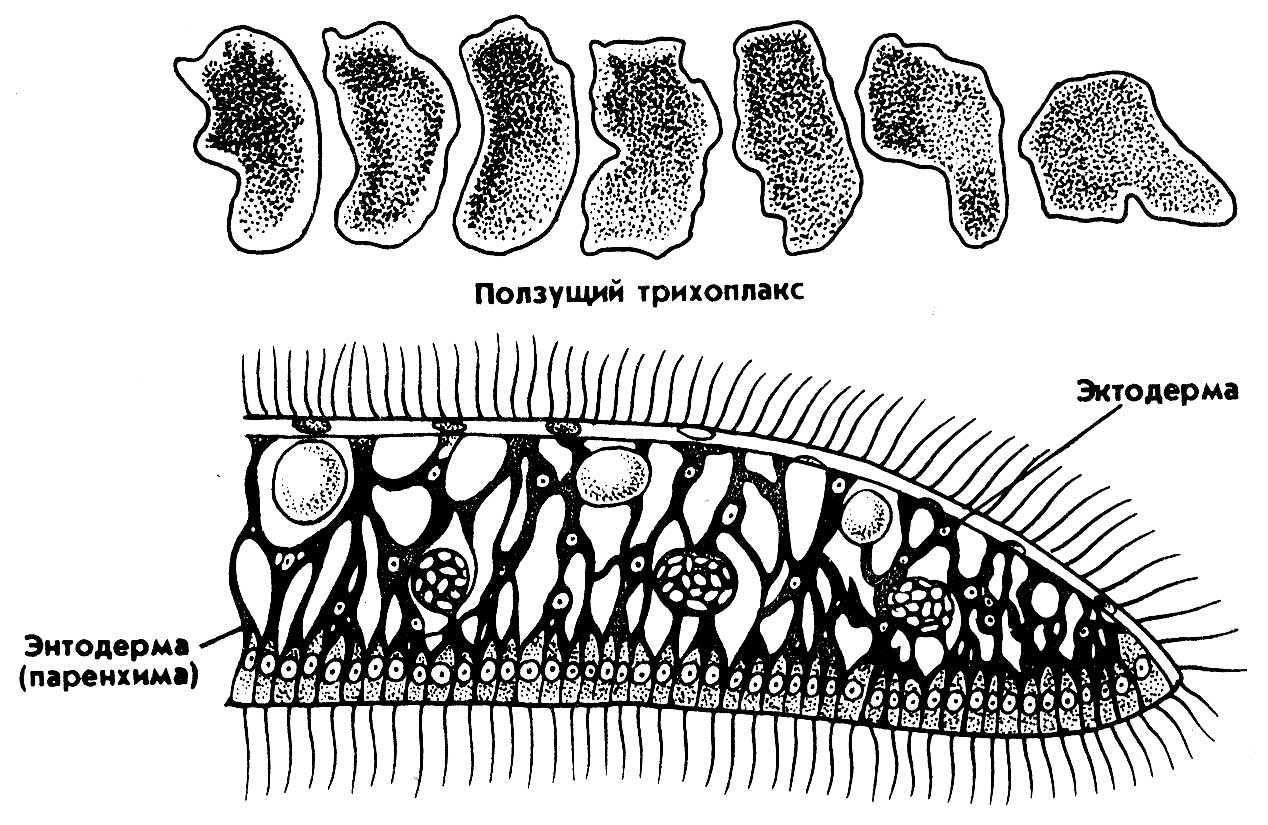 Трихоплакс -trichoplax