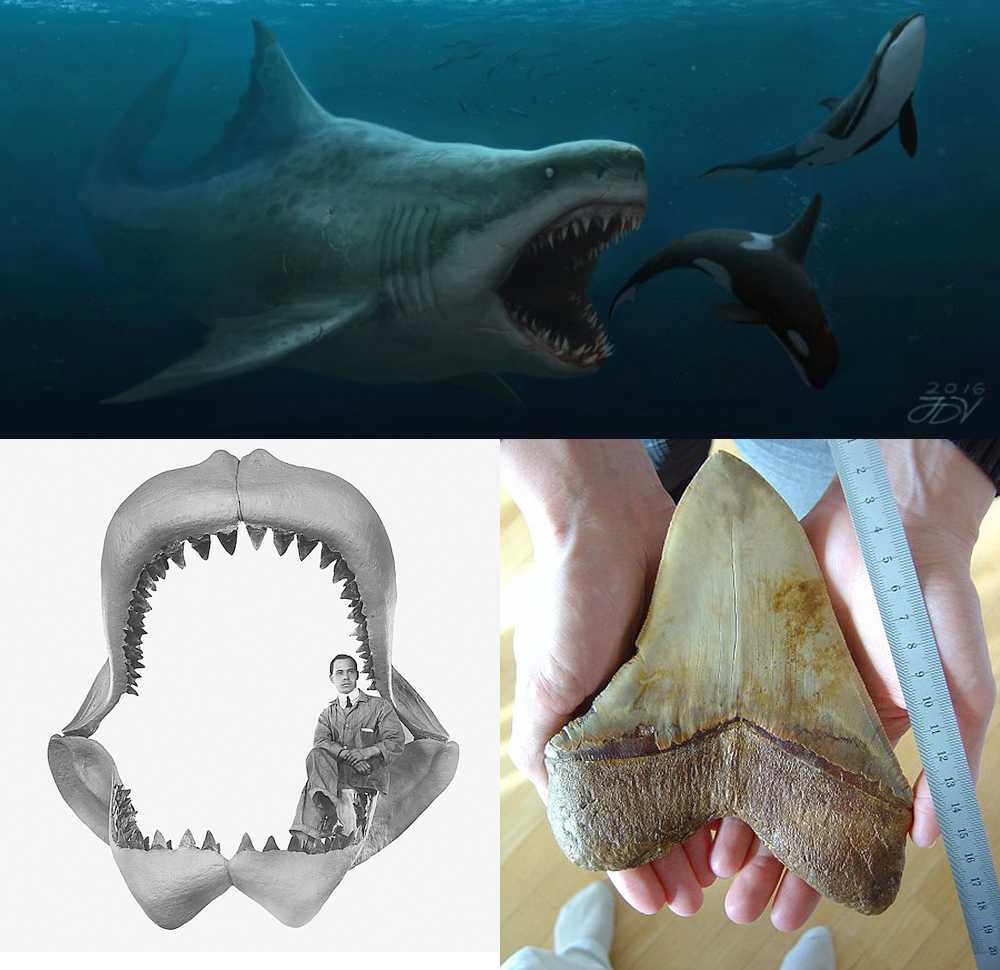 Зубы древних акул. останки ископаемых. эоцен