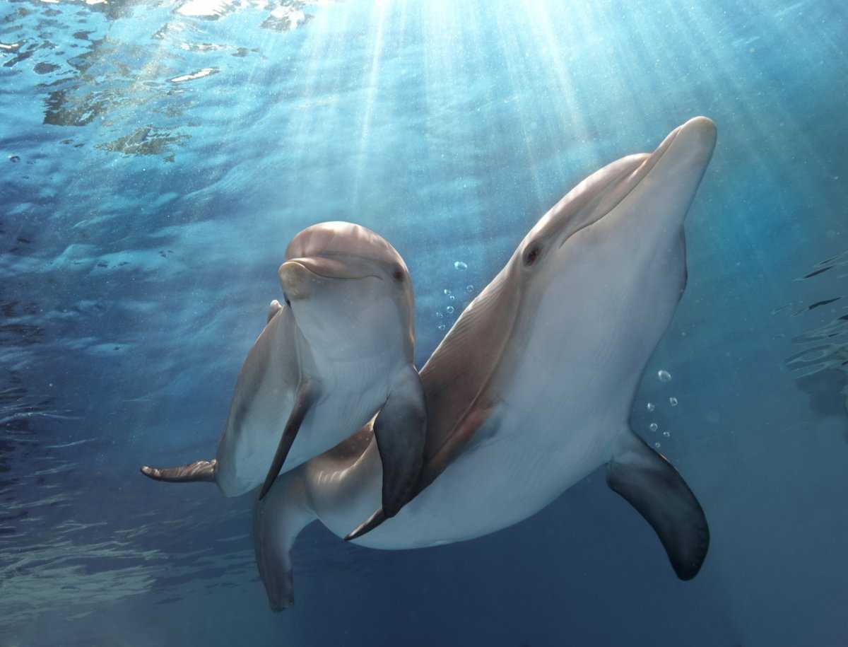 80 интересных фактов про дельфинов (26 фото)