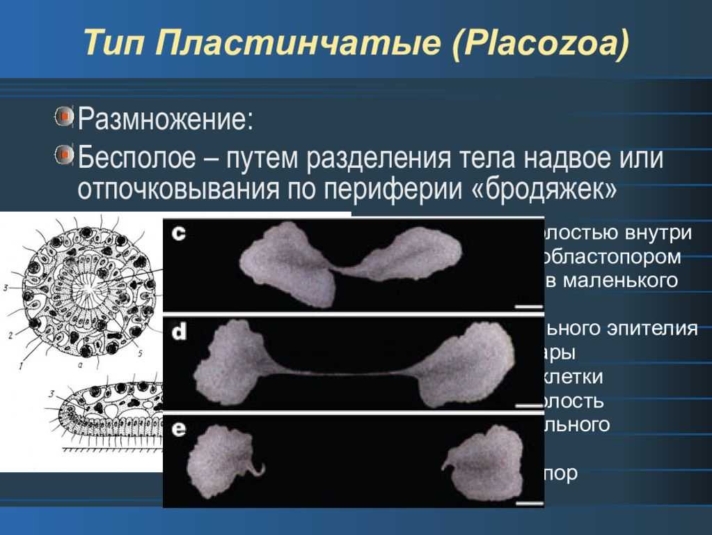 Трихоплакс -trichoplax
