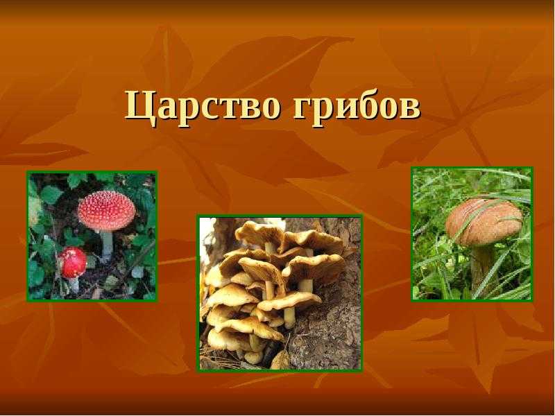 13 вымерших грибов и их характеристики - наука - 2022