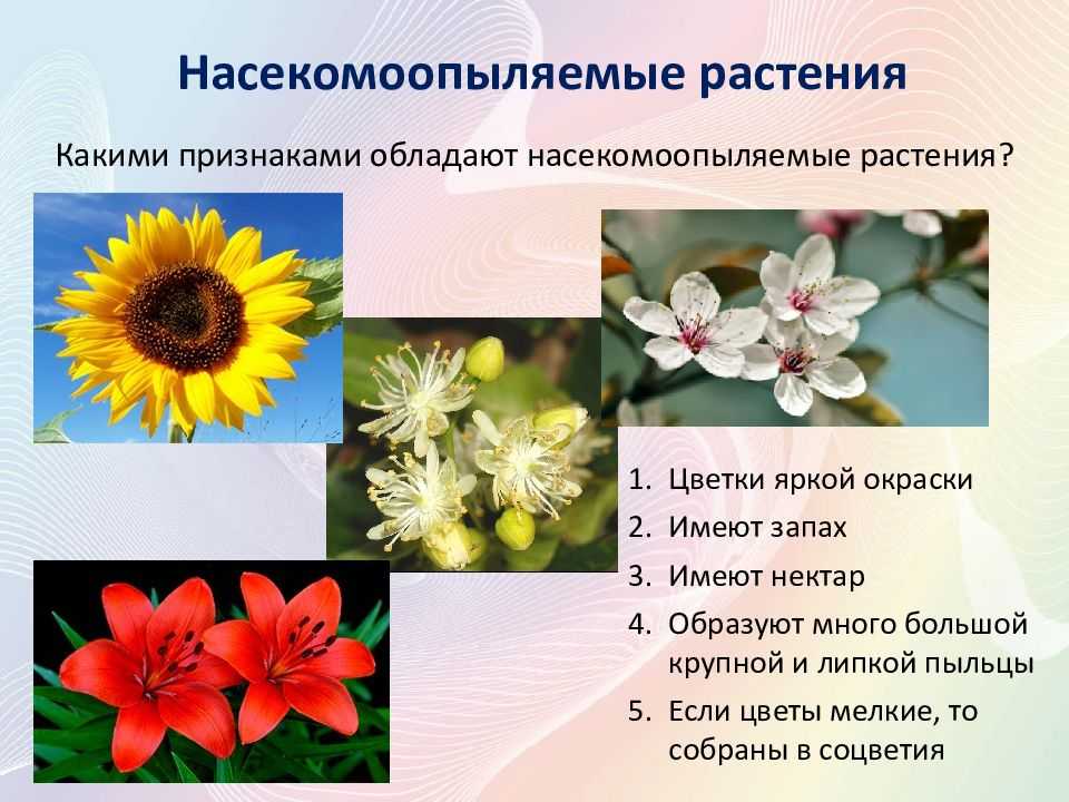 Характерные цветы для покрытосеменных. Насекомоопыляемые растения. Насекомоопыляемые цветки. Ветроопыляемые цветки и насекомоопыляемые цветы. Носекомо опыляемые растения.