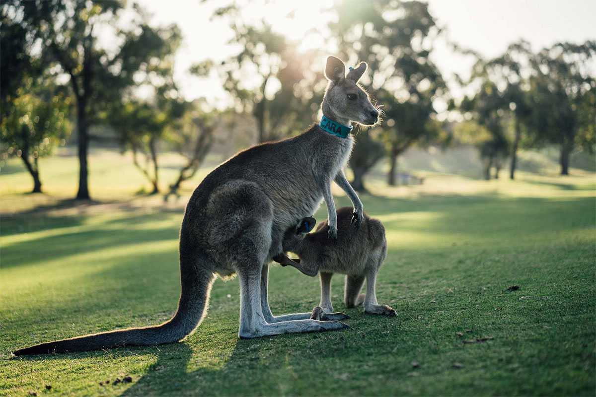 Животные австралии их