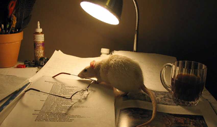 Оценка риска заселения объекта грызунами на примере серой крысы (rattus norvegicus berk.) негосударственное частное научнообразовательное учреждение «институт. - презентация