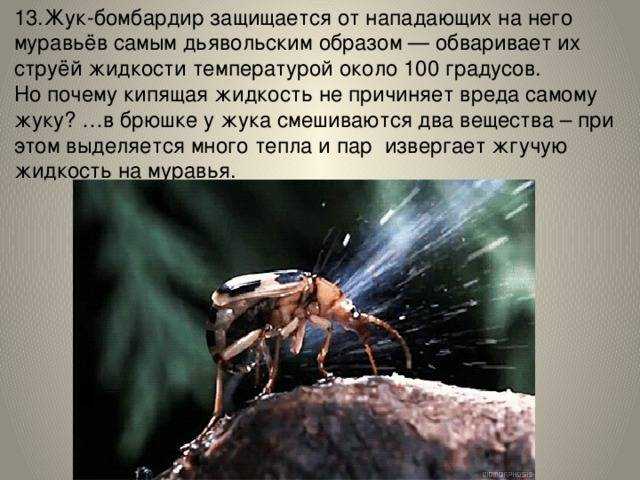 Жук бомбардир. особенности, образ жизни и среда обитания насекомого | живность.ру