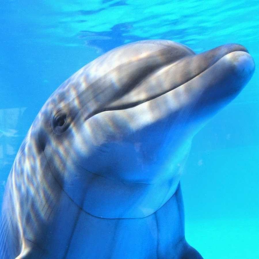 Как спят дельфины: интересные факты