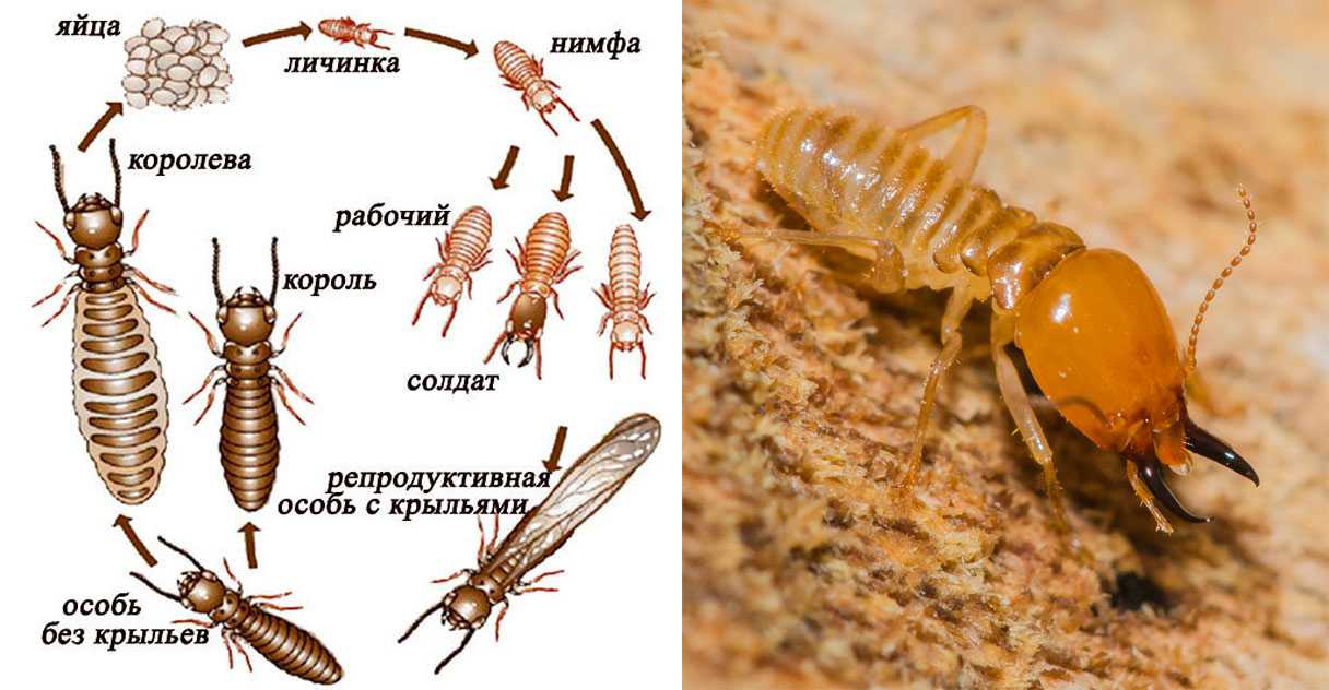Насекомые термиты: описание термит в википедии, размеры и образ жизни termite, рабочие особи и самка thermit