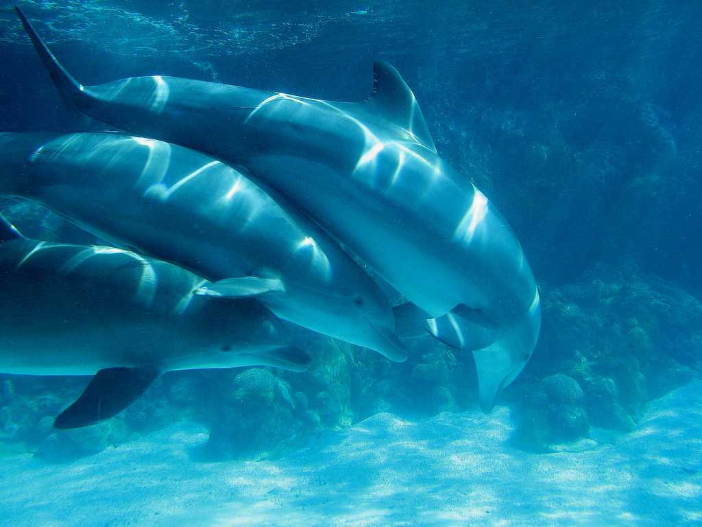 Как дышат дельфины когда спят. как дельфины спят? правда и выдумки о сне дельфинов