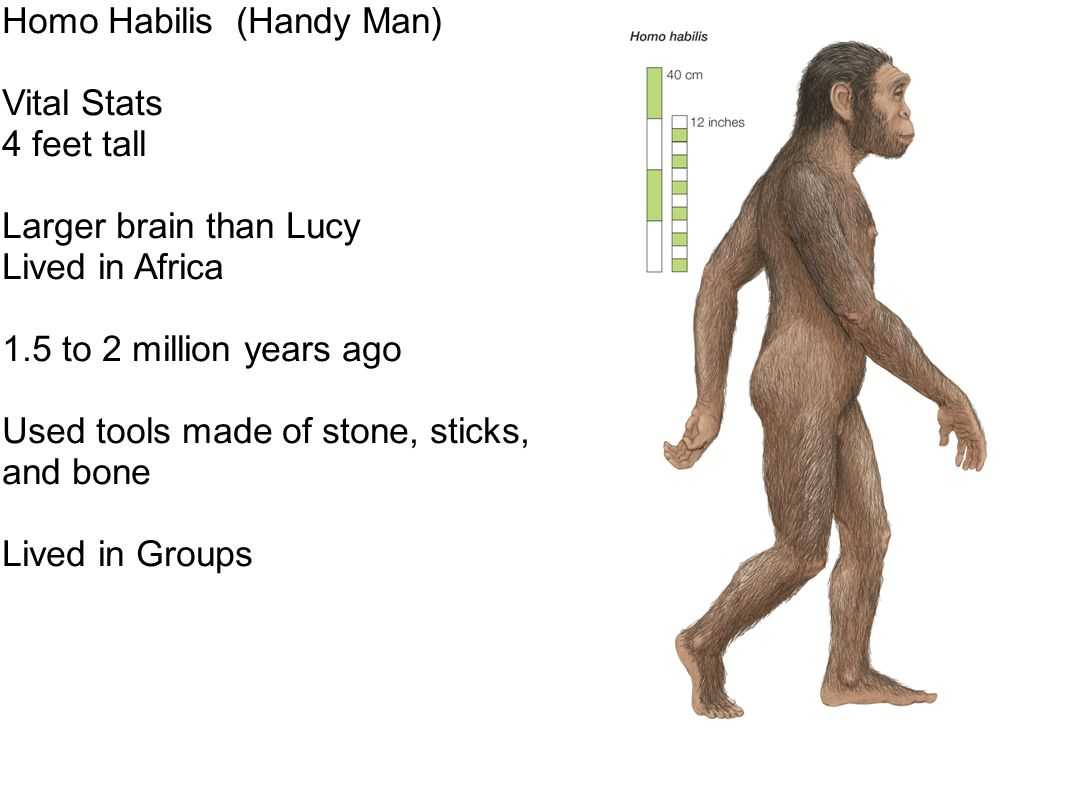 Путь к homo sapiens. от истоков до x тысячелетия до н.э.