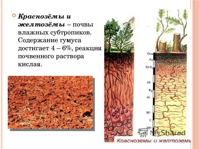Влажные субтропические леса россии и мира – зона, почвы и климат