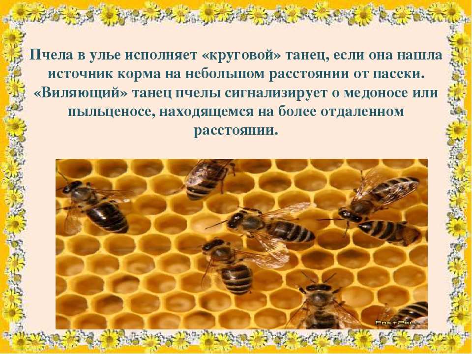 Жизнь домашних пчел. Информация о пчелах. Пчела для презентации. Пчела описание. Пчеловодство презентация.
