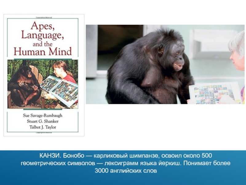 Могут ли шимпанзе понимать человеческую речь?. о чем рассказали «говорящие» обезьяны [способны ли высшие животные оперировать символами?]