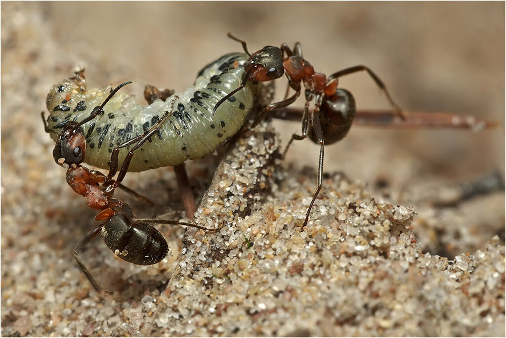 Рыжий лесной муравей: пользя и вред, размножение, опасность для человека