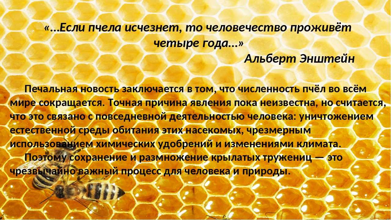 Что будет если исчезнут книги. Что если пчелы вымрут. Причины вымирания пчел. Пчелы вымирают. Если пчела исчезнет то человечество проживет четыре года.