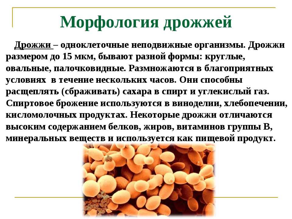 Микробиология учебное пособие - 2012