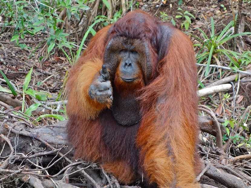 Род орангутаны (pongo), размеры орангутан вес внешний облик, сложение голова наросты на щеках орангутанов, среда обитания объем головного мозга, беременность питается корм, поведение ареал численность