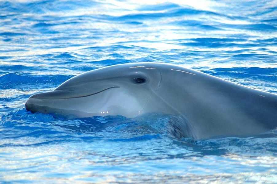 Как размножаются дельфины? половое поведение, забота о потомстве, интересные факты :: syl.ru