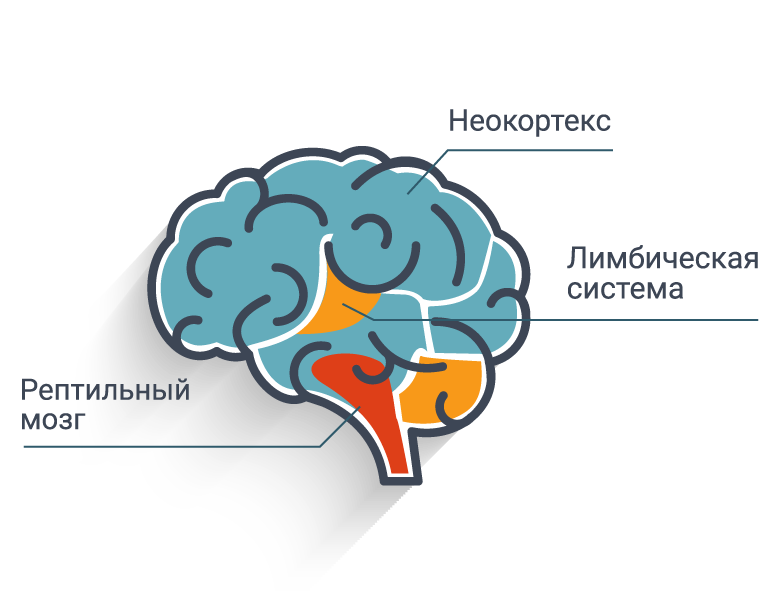Paul brain. Строение мозга рептильный мозг. Неокортекс лимбическая система и рептильный мозг. Мозг структура лимбический рептильный неокортекс. Теория Триединого мозга пола Маклина.