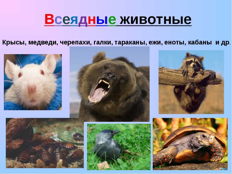 Травяная лягушка (фото): как выглядит, где обитает, чем питается и интересные факты