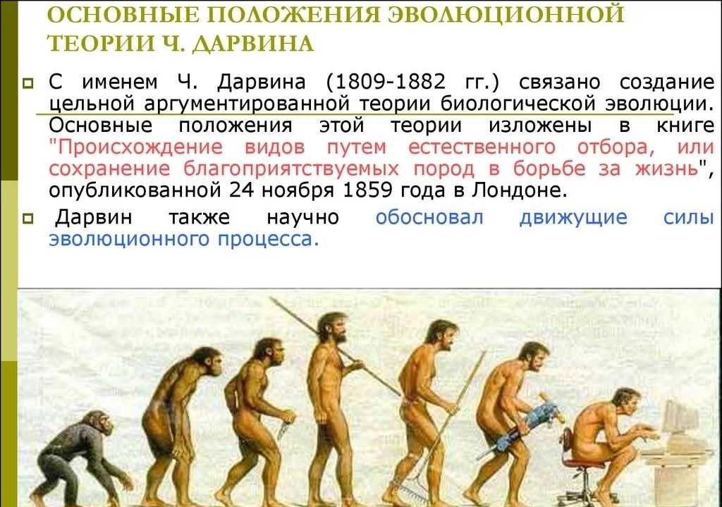 Теория дарвина о происхождении человека от обезьян