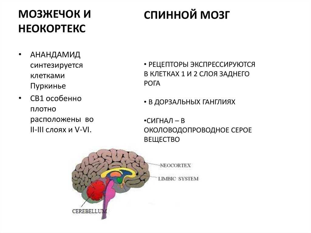 Неокортекс головного мозга. Строение мозга рептильный лимбический неокортекс. Каннабиноидные рецепторы мозга. Рептильный мозг неокортекс