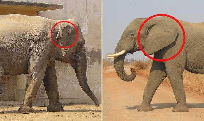 Были ли мамонты предками современных слонов? вовсе нет...