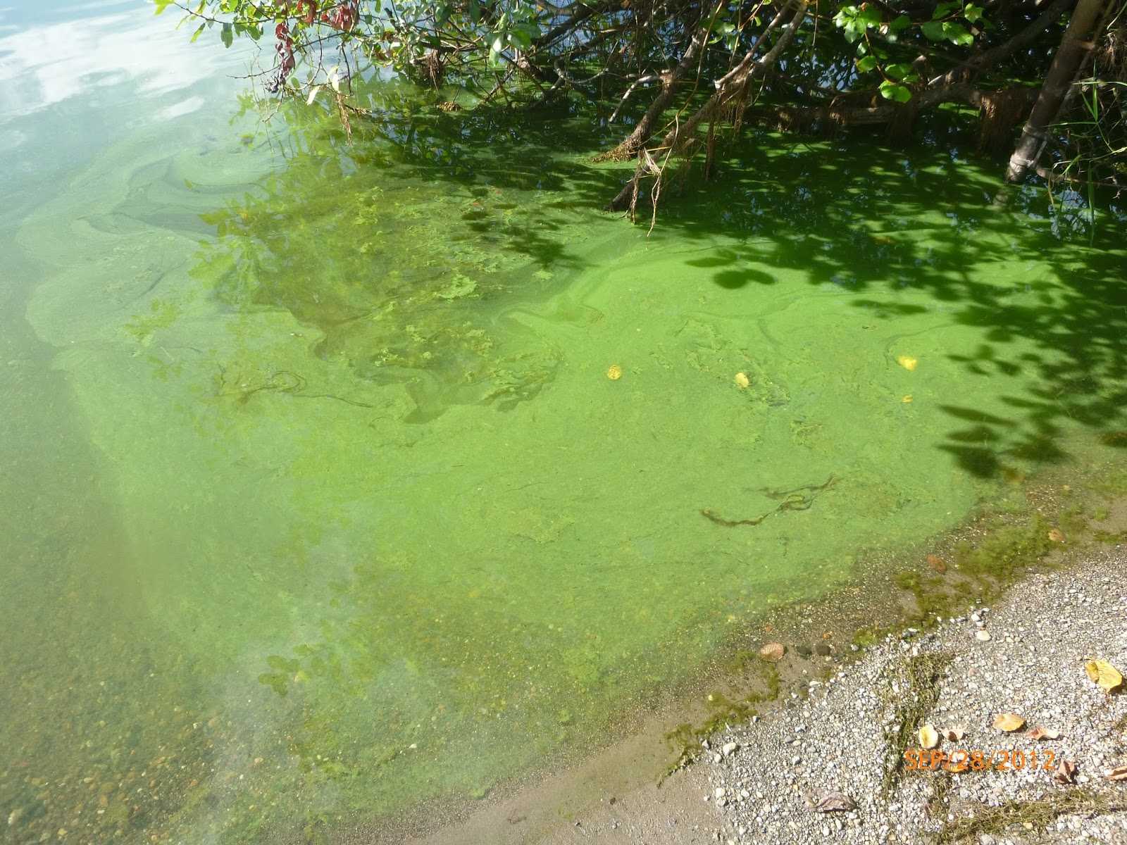 Водоросли вызывают. Цветение воды цианобактерии. Синезеленые водоросли Волга. Синезелёные водоросли цианобактерии. Цианобактерии в водоеме.