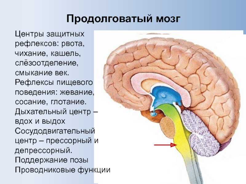 Дыхательный центр продолговатого мозга.