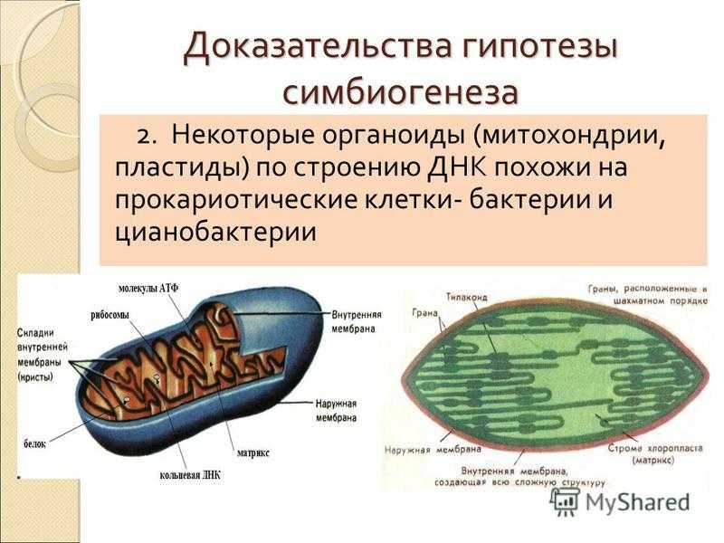 Митохондрия микротрубочка хлоропласт. Митохондрии пластиды органоиды движения клеточные включения. Структура органоидов митохондрия. Цитоскелет митохондрии хлоропласты. Пластиты в эукариотической клетке строение и функции.