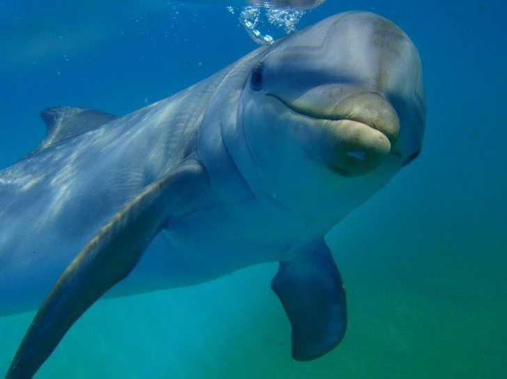Спаривание и размножение дельфинов — сайт эксперта по животным — howmeow