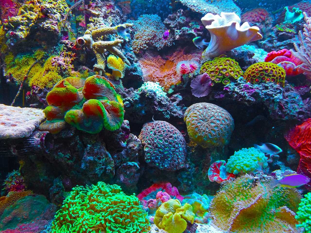 Что вызывает обесцвечивание кораллов и могут ли рифы восстановиться?