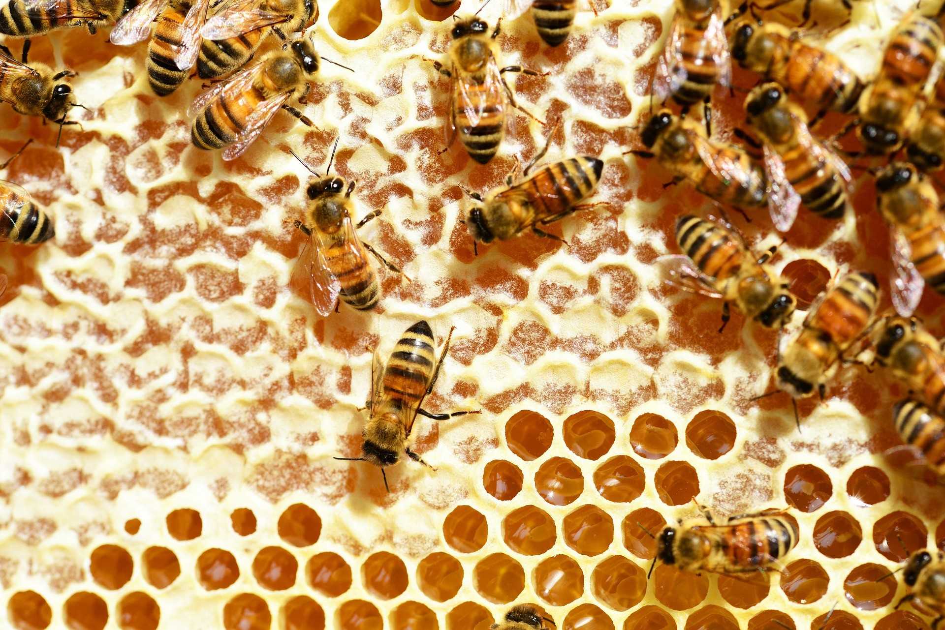 Жизнедеятельность медоносных пчел