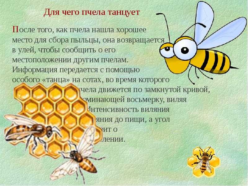 Топ-5 beauty-брендов, которые занимаются пчеловодством - beauty hub