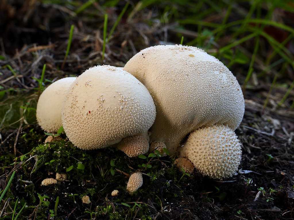Дождевик: состав съедобного гриба, где растет, полезные свойства