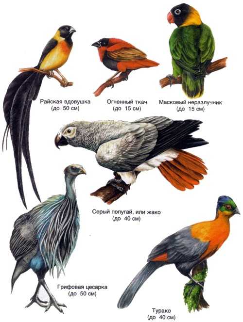 Топ 16 самых маленьких видов птиц в мире - названия, описание и фото — природа мира