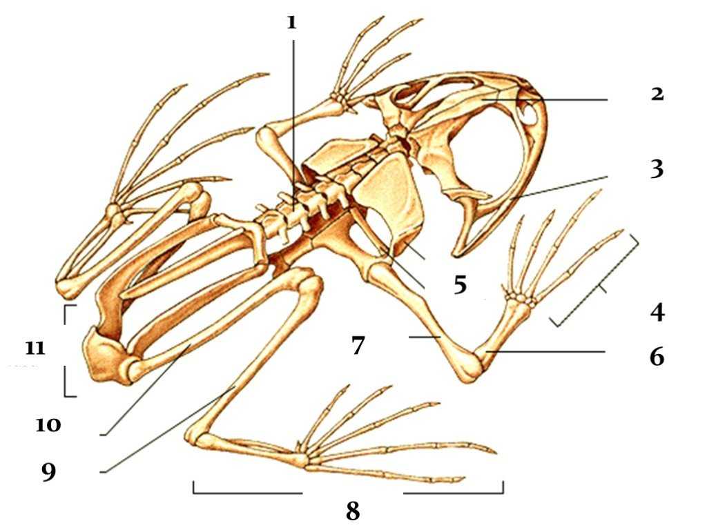 Какими костями образована вилочка. Строение скелета лягушки биология 7 класс. Костное строение лягушки. Внутреннее строение земноводных скелет. Строение скелета земноводных 7 класс.