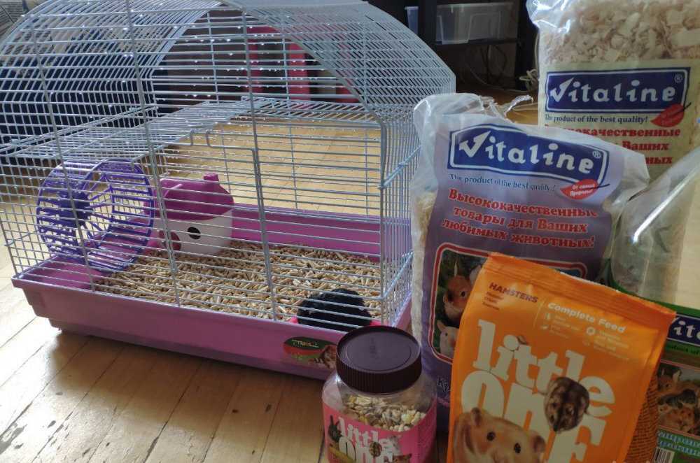 Как избавиться от крыс на участке: 3 проверенных способа