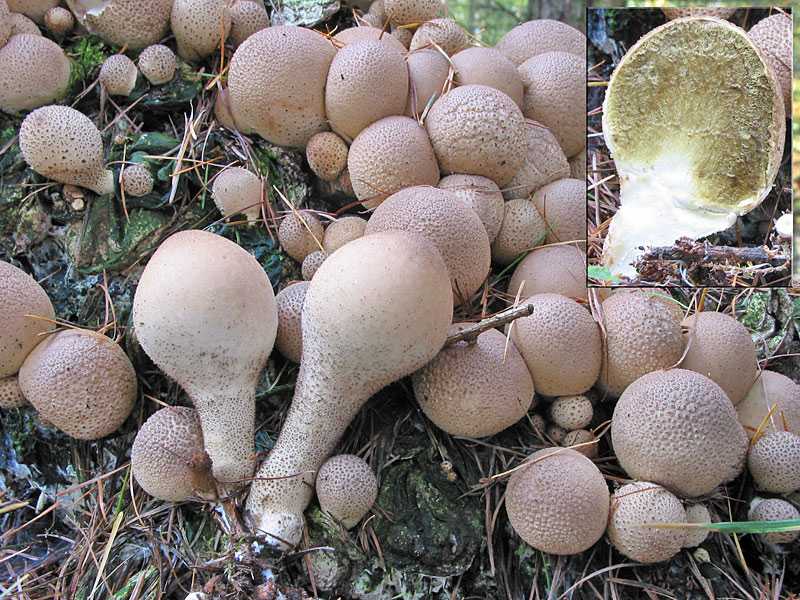 Гриб дождевик — съедобный или нет: виды, описание с фото, лечебные и полезные свойства, рецепты приготовления блюд из молодых грибов дождевиков