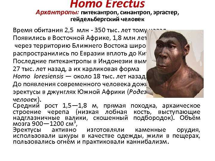 Обнаружен новый вид предка человека — homo bodoensis - hi-news.ru