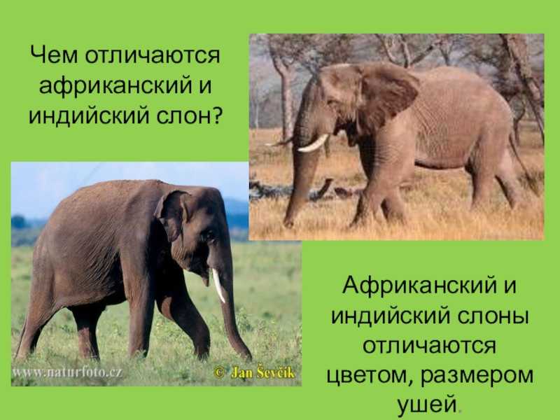 Слоны – описание, виды, ареал, питание, поведение, размножение и факты