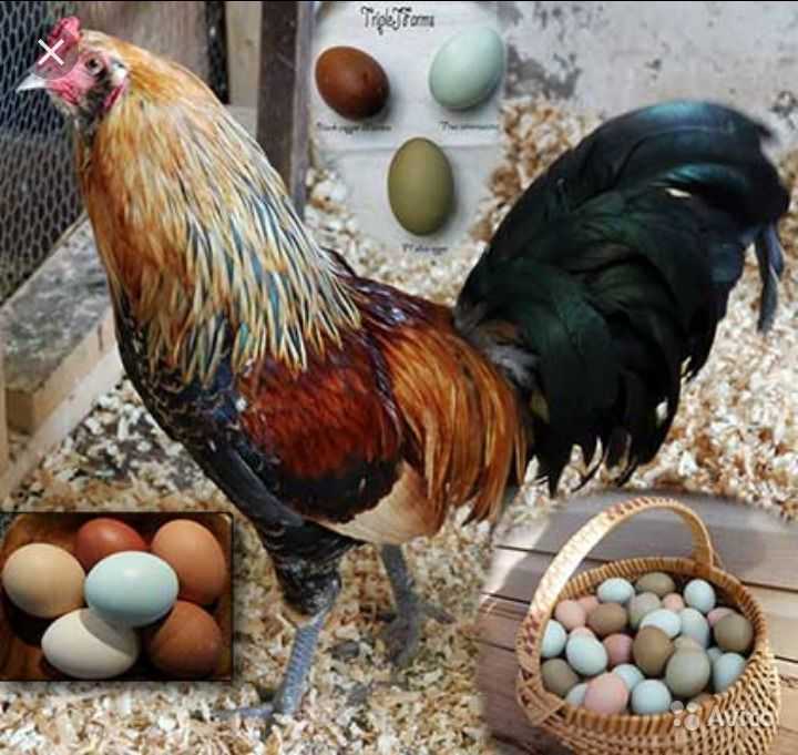 Почему кукушки подбрасывают яйца в чужие гнезда